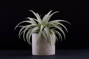 Tillandsia Capitata Yellow Star - Rare Live Air Plant: Small - 3-4 Inches