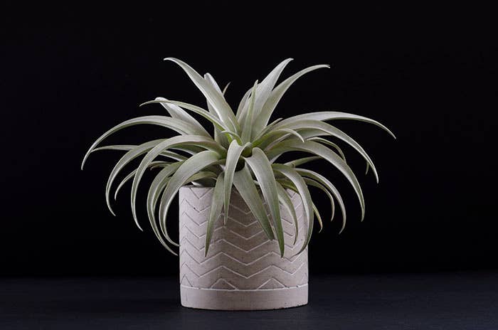Tillandsia Capitata Yellow Star - Rare Live Air Plant: Small - 3-4 Inches