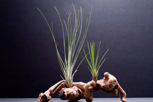 Tillandsia Juncifolia | Live Air Plant, Air Plants: Large 10+"