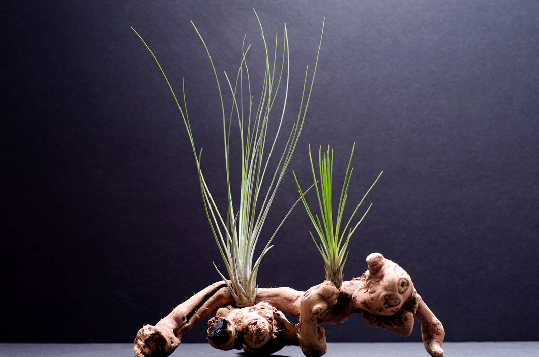 Tillandsia Juncifolia | Live Air Plant, Air Plants: Large 10+
