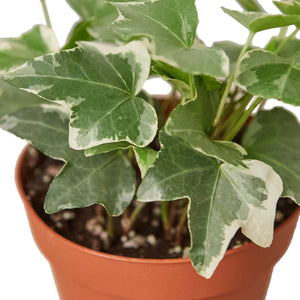 IVY GLACIER 4-inch