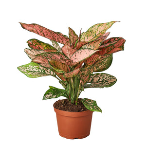 CH EVERGREEN LADY VALENTINE 6-inch