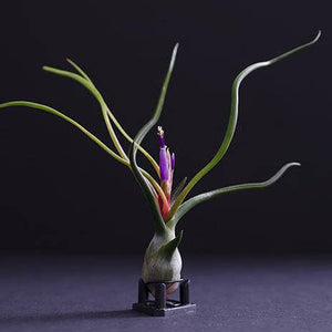Tillandsia Bulbosa - Guatemala | Live Air Plant: Medium: 4-5 Inches