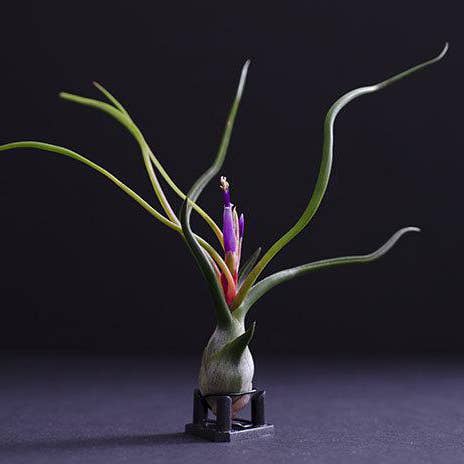 Tillandsia Bulbosa - Guatemala | Live Air Plant: Medium: 4-5 Inches
