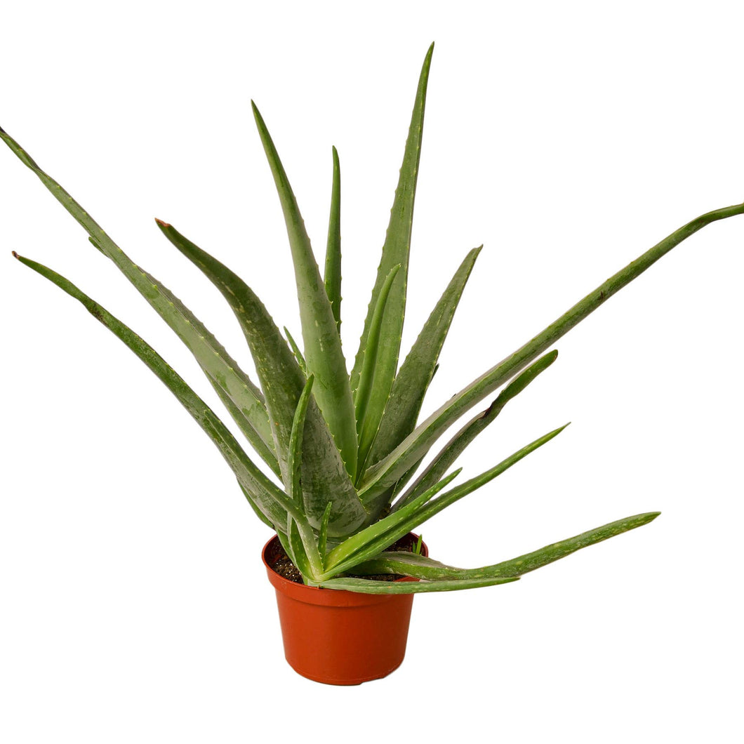ALOE VERA 4-inch