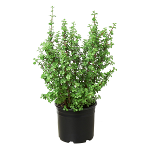 ELEPHANT BUSH 4-inch