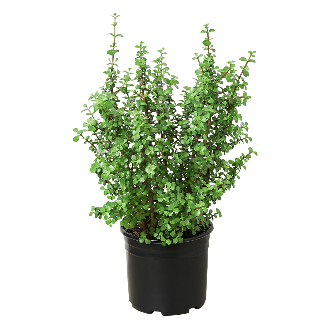 ELEPHANT BUSH 4-inch