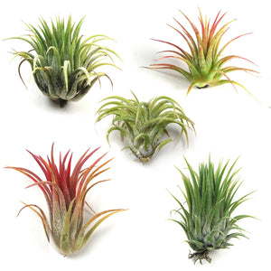 Air Plant