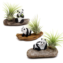 Load image into Gallery viewer, Mini Panda Driftwood Garden
