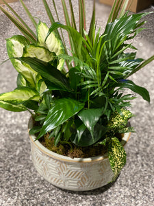 Dish Garden - $65