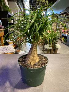 Ponytail Palm  - 6"