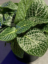 Load image into Gallery viewer, Fittonia - Asst colors - 4&quot;
