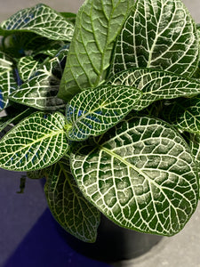 Fittonia - Asst colors - 4"
