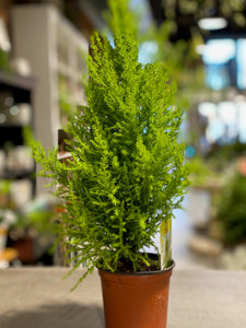 Lemon Cypress Tree 4.5" Pot