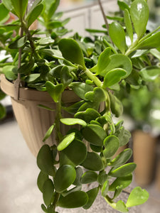 Hanging Basket - Trailing Jade - 6"