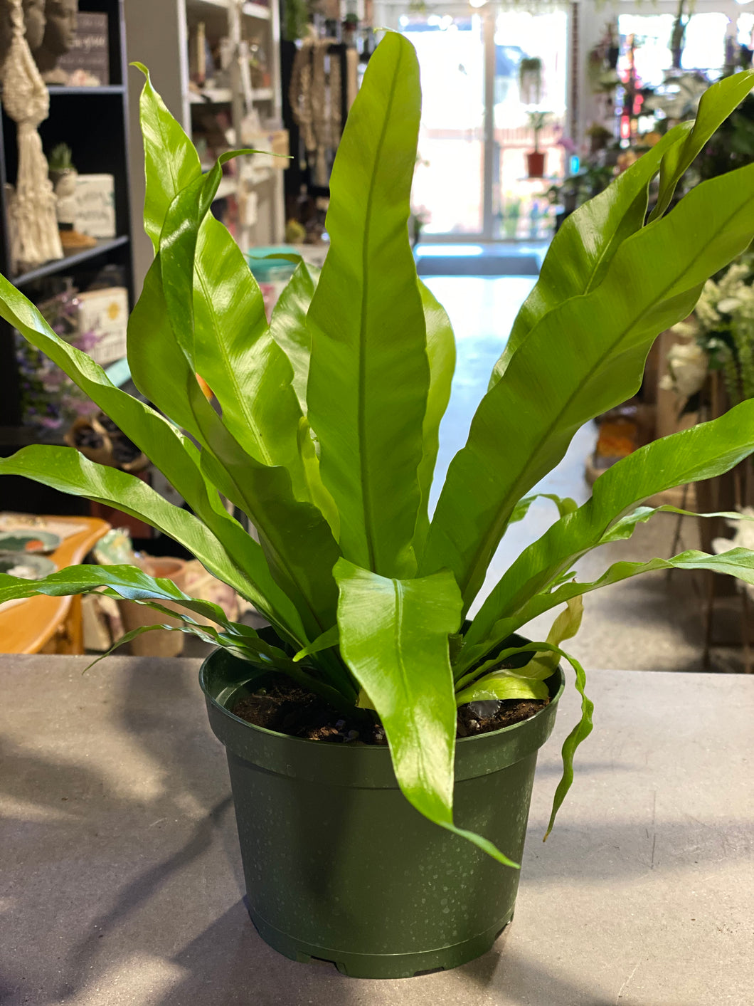 Bird's Nest Fern - 6