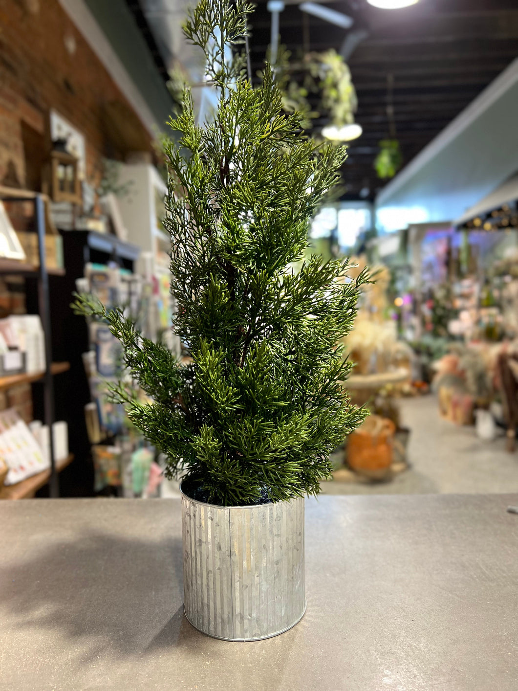 Large Cedar Tree