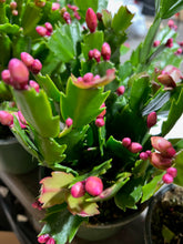 Load image into Gallery viewer, 6&quot; Christmas Cactus
