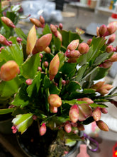 Load image into Gallery viewer, 6&quot; Christmas Cactus
