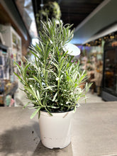 Load image into Gallery viewer, 6&quot; Lavender Tree
