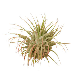 Air Plant - Ionantha - Small