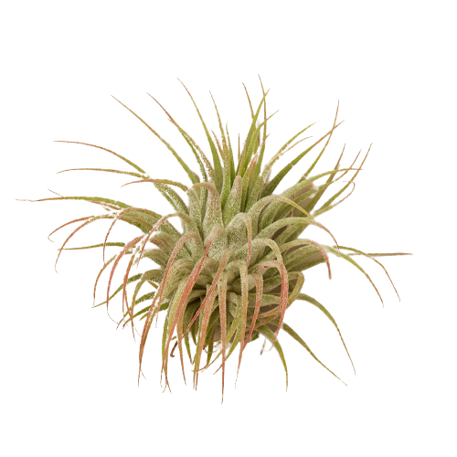 Air Plant - Ionantha - Small