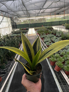 Snake 'Gold Flame' - 4"Pot
