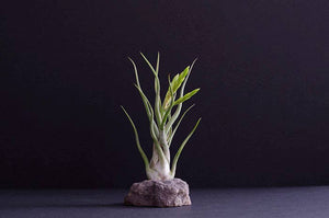Tillandsia Caput Medusae | Live Air Plant: Small