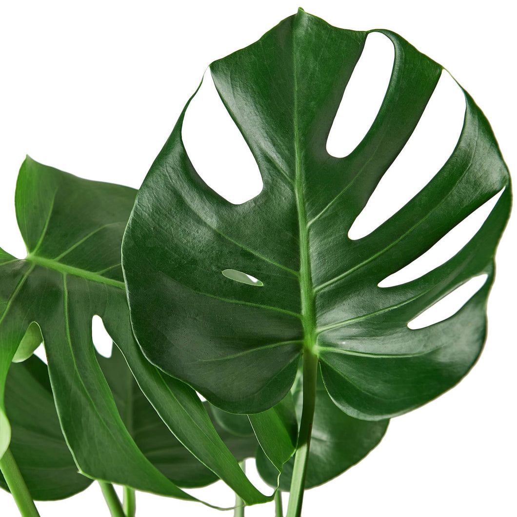 Monstera -  Deliciosa 6