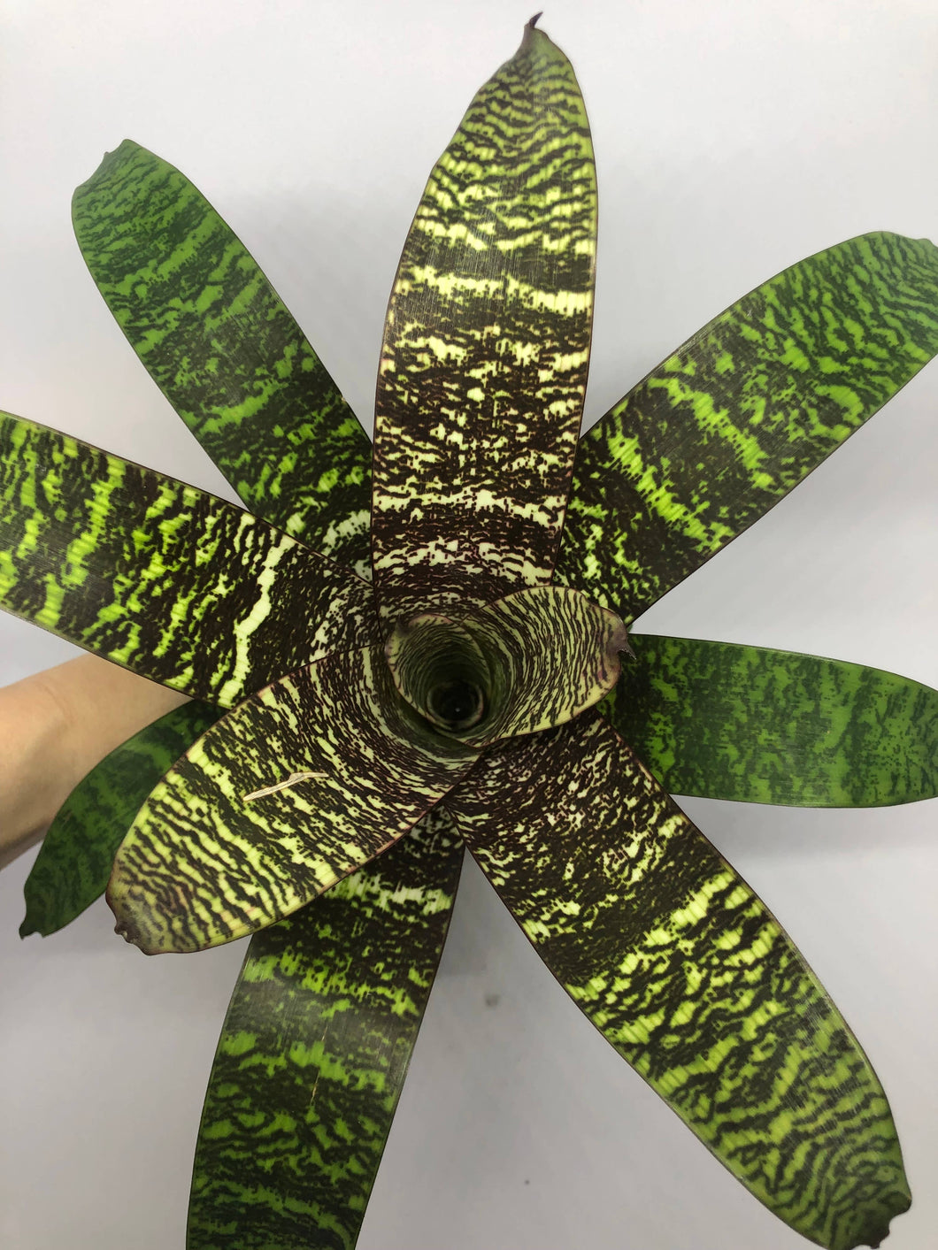 Vriesea Fosteriana | Live Plant: 8-12 Inches (Wide or Tall)