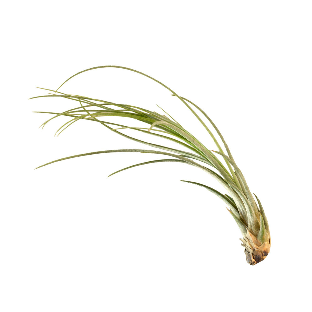 AIR PLANT JUNCEA