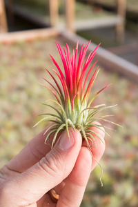 Lonantha Fuego 2-3" Red Airplant