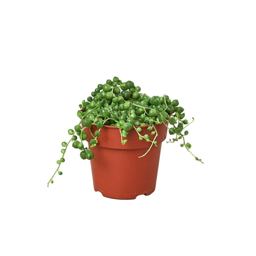 STRING OF PEARLS 4-inch