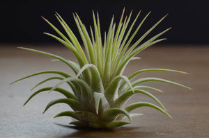 Tillandsia Ionantha Rubra | Live Air Plant, Air Plants: Regular