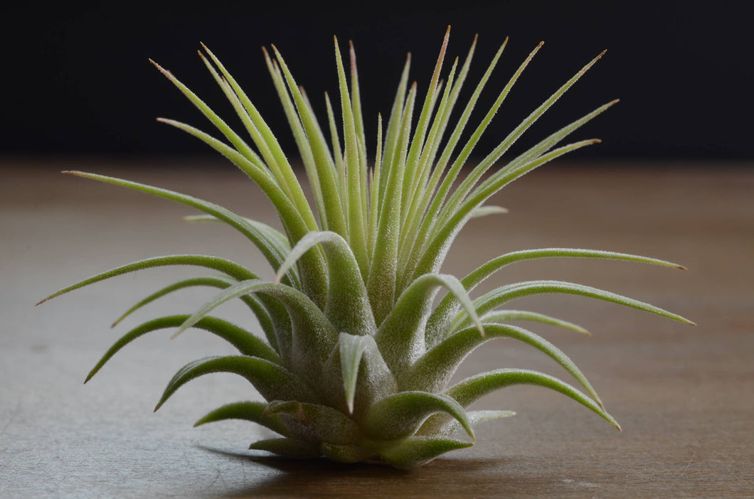 Tillandsia Ionantha Rubra | Live Air Plant, Air Plants: Regular