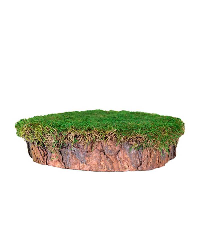 Mossy Stump