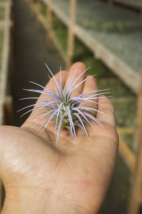 Tillandsia Ionantha Air Plant (Enhanced Lilac)