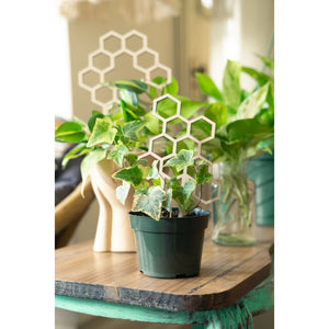 7.5” Honeycomb Plant Trellis