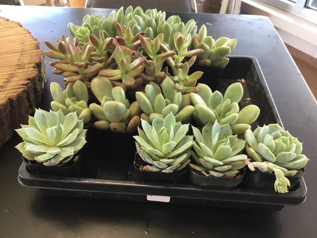 Succulent - 2”