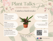 Load image into Gallery viewer, Calathea - Rattlesnake - 6"
