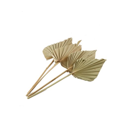 Dried Palmspear 15